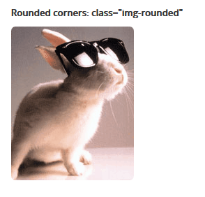 An image of a picture using the rounded class